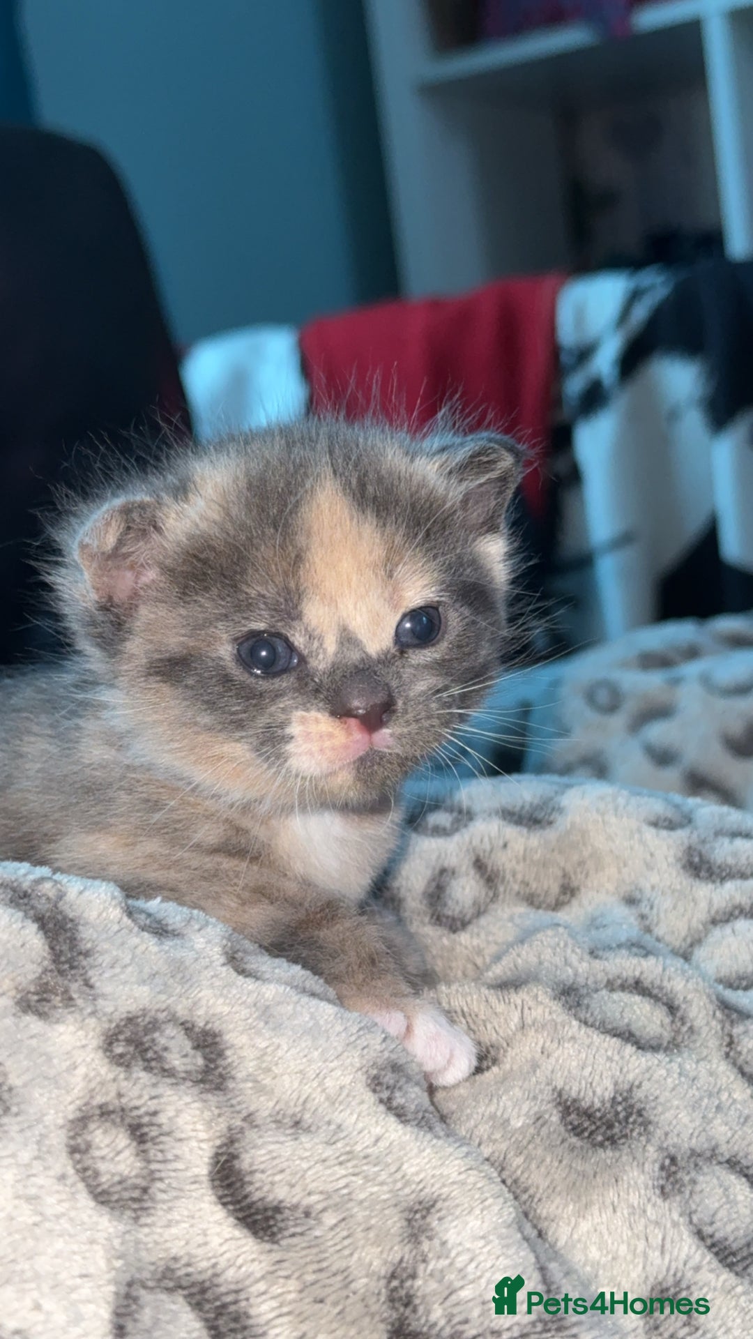 Mixed Breed cats for sale: Beautiful babies ready in 2 weeks - Image 2