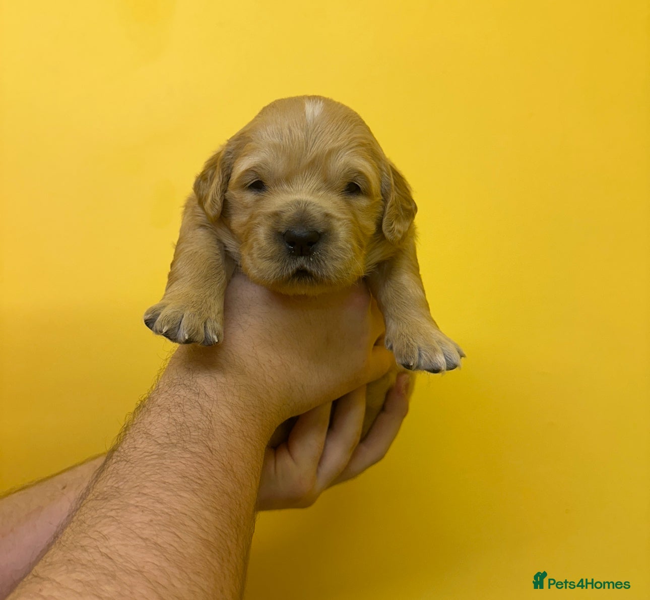 Golden Retriever dogs Stunning golden retriever puppies for sale  - Advert 1