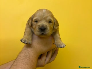 Golden Retriever dogs Stunning golden retriever puppies for sale - Advert 5