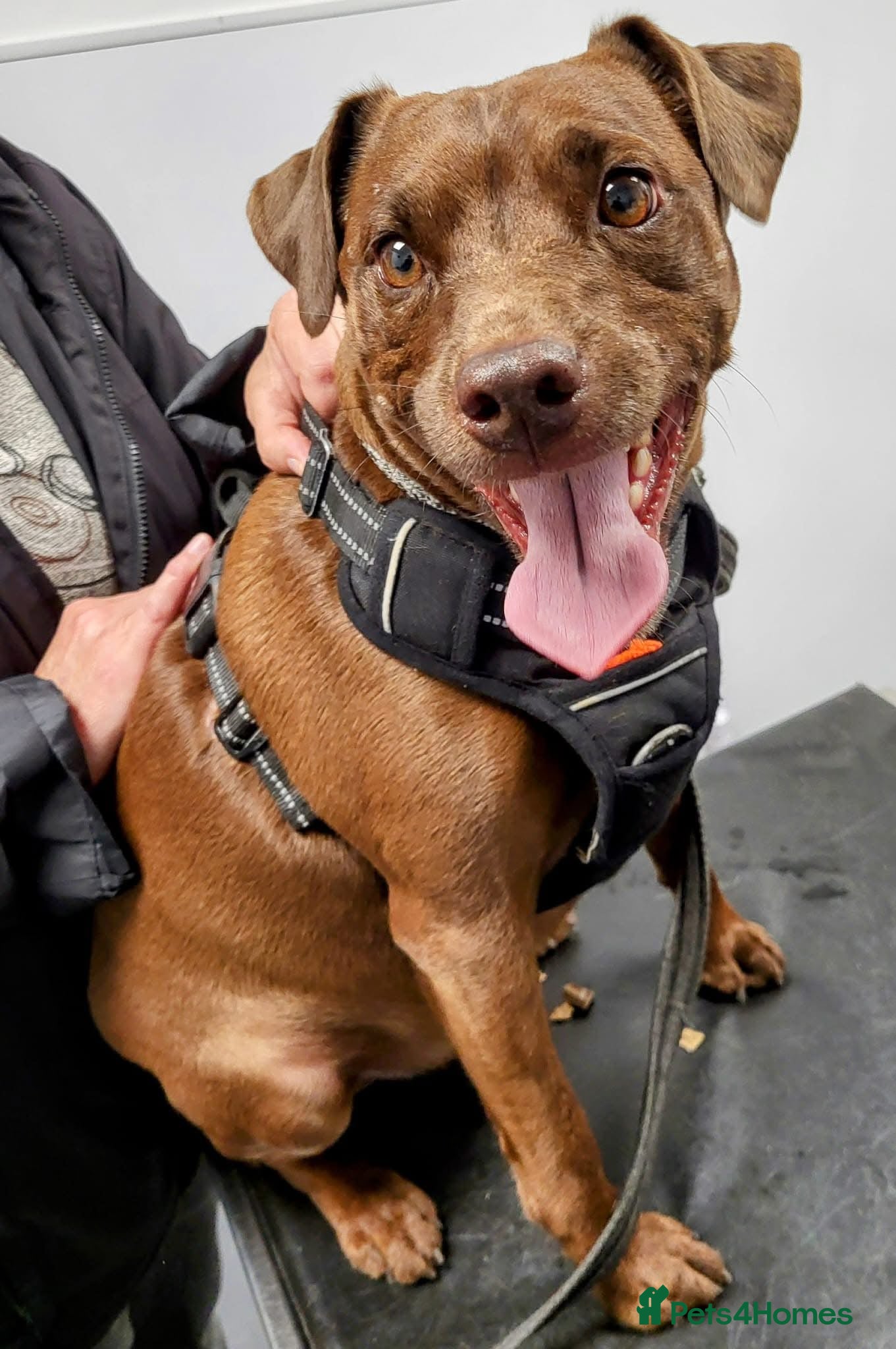 Patterdale Terrier dogs IGGY  - Advert 2