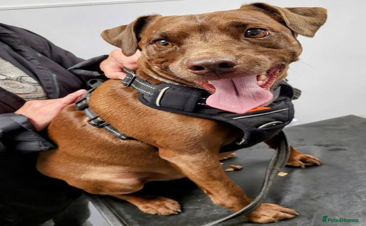 Patterdale Terrier dogs - Advert 3