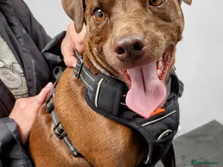 Patterdale Terrier dogs IGGY - Advert 4