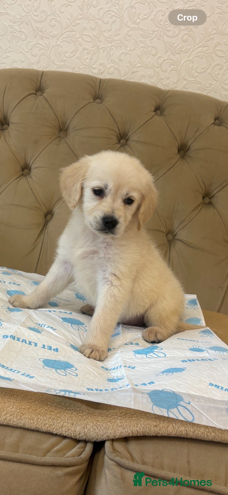 Golden Retriever dogs Golden retriever puppy’s 1boy 1 girl available  - Advert 1