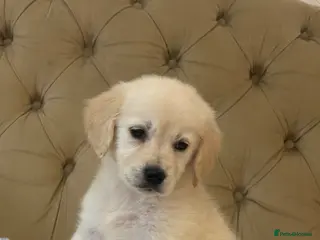 Golden Retriever dogs Golden retriever puppy’s 1boy 1 girl available - Advert 1