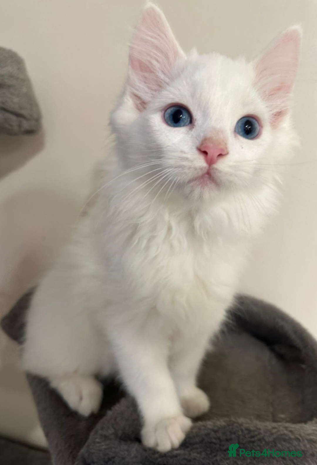 Maine Coon cats for sale: White Fluffy Kittens  - Advert 3