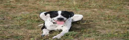 Mixed Breed dogs for sale: 10/11month old dog for rehoming  - Advert 3