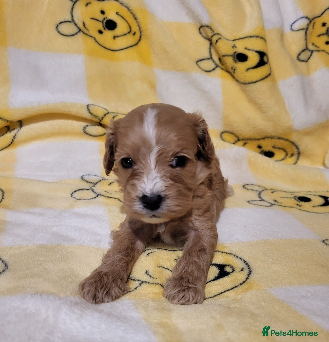 Cavapoo dogs for sale: Cavapoo - Advert 8