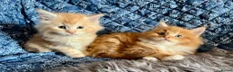 Maine Coon cats for sale: 2 Adorable Maine Coon Kittens TICA reg.  - Advert 3
