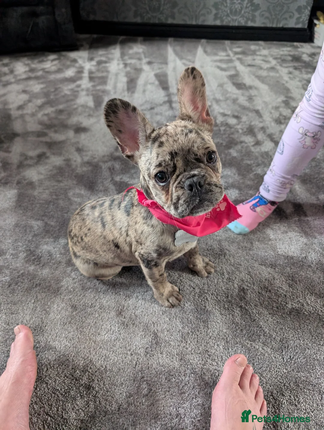 French Bulldog dogs for sale: French bulldog  - Advert 2