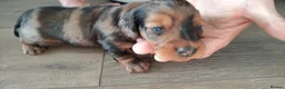 Miniature Dachshund dogs for sale: KC REGISTERED MINIATURE LONG HAIRED DACHSHUND BOYs - Advert 7