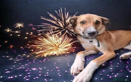 Mixed Breed dogs for adoption: Sara - Norwich Norfolk  - Image 19