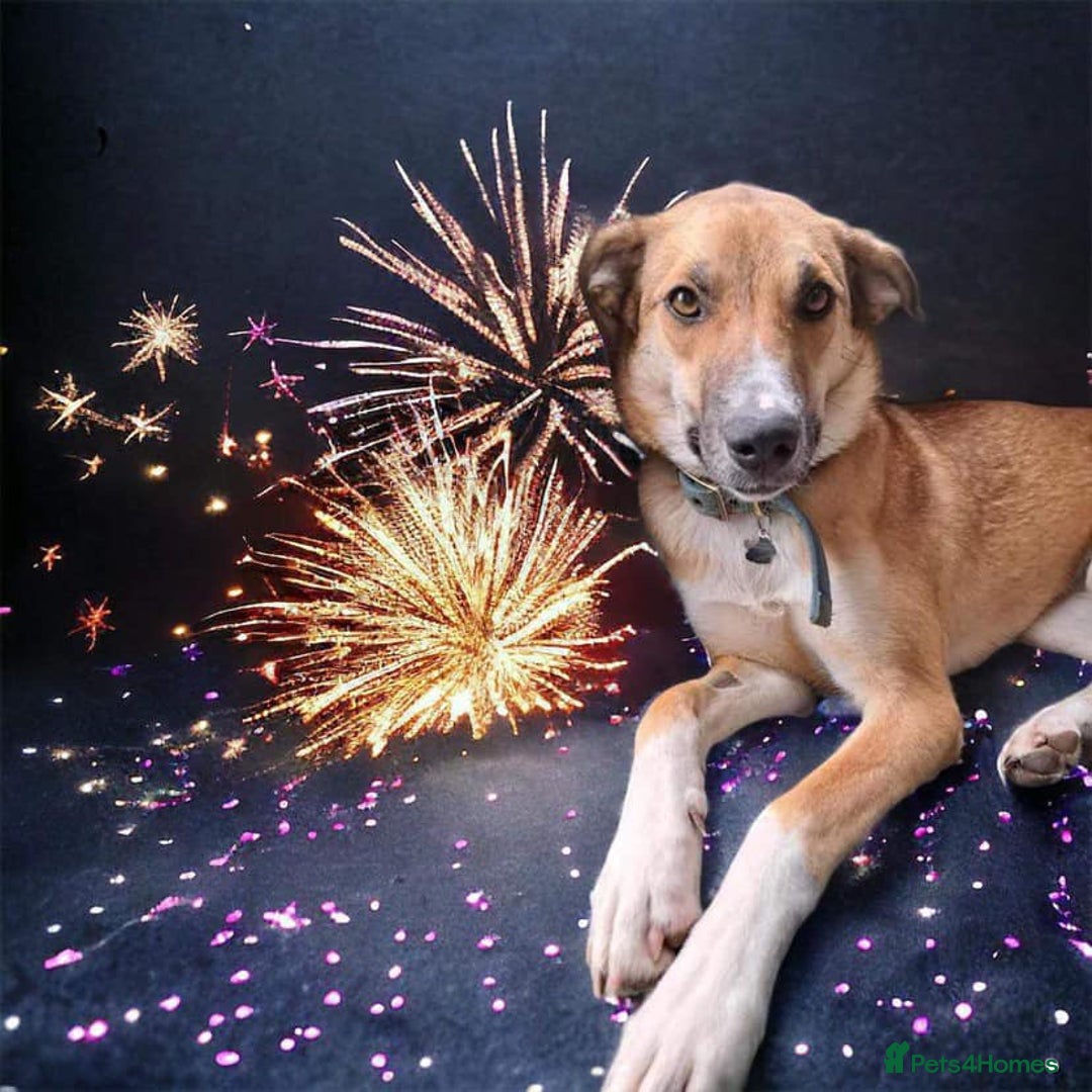 Mixed Breed dogs for adoption: Sara - Norwich Norfolk  - Image 19