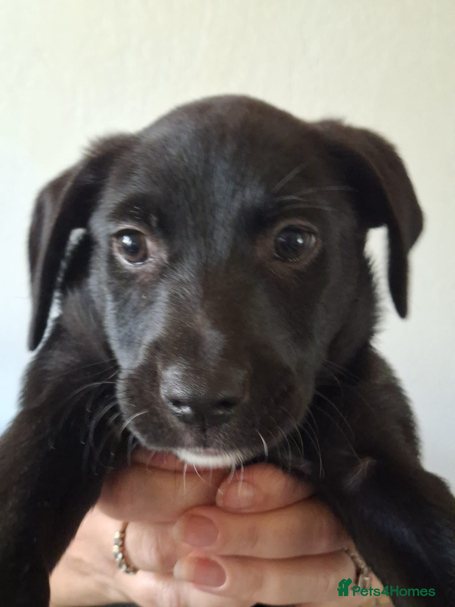 Mixed Breed dogs Patterdale x Welsh collie  - Advert 6