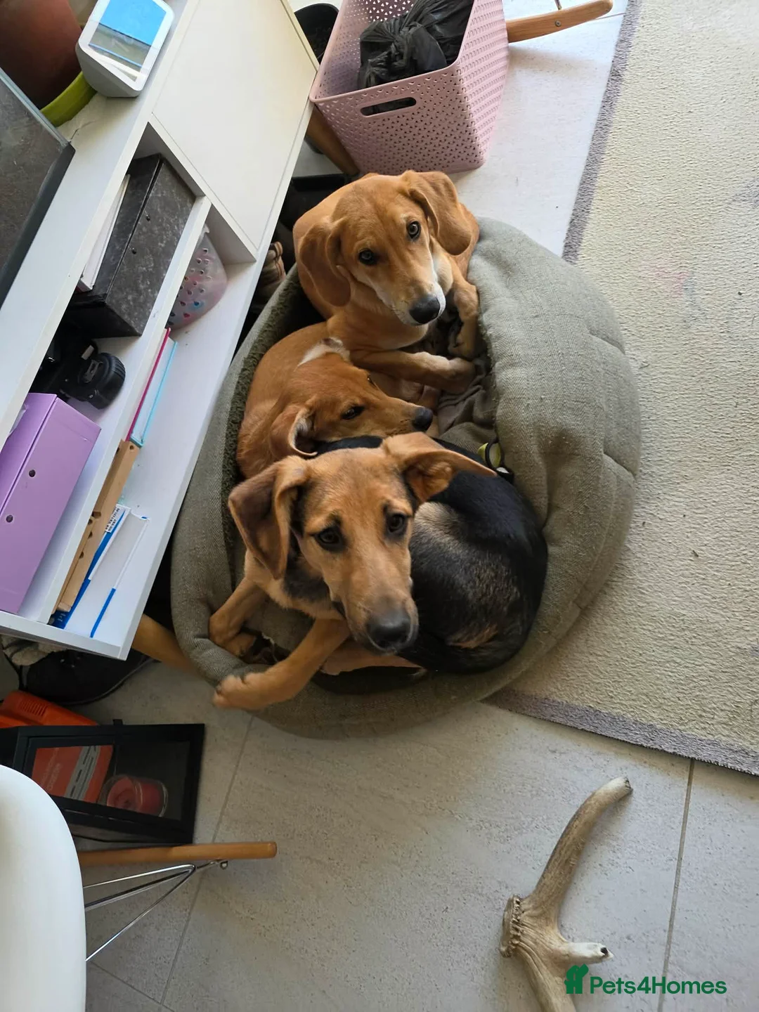 Mixed Breed dogs for adoption: Hooper 4.5 months old Lab x Pointer in Henlow - Advert 10