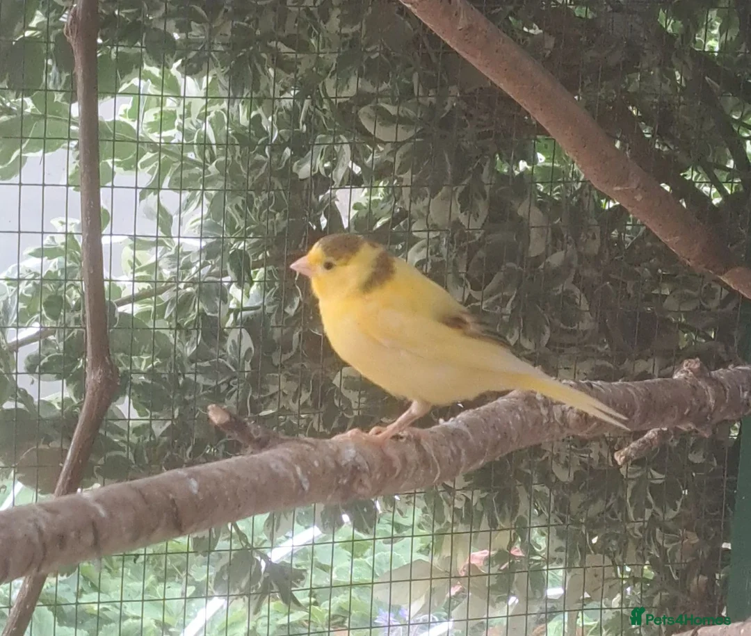 Canaries birds for sale: Canaries for sale  in Dereham - Advert 2