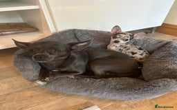 Chihuahua dogs for sale: 1 Female Chihuahua left ready to leave Now! - Advert 9