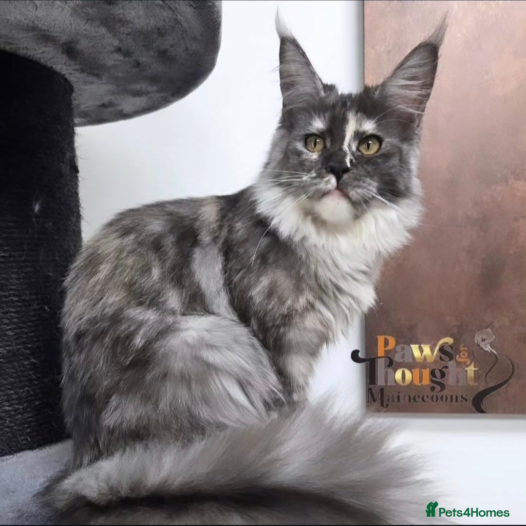 Maine Coon cats Outstanding Quality TICA reg Kittens - Advert 2