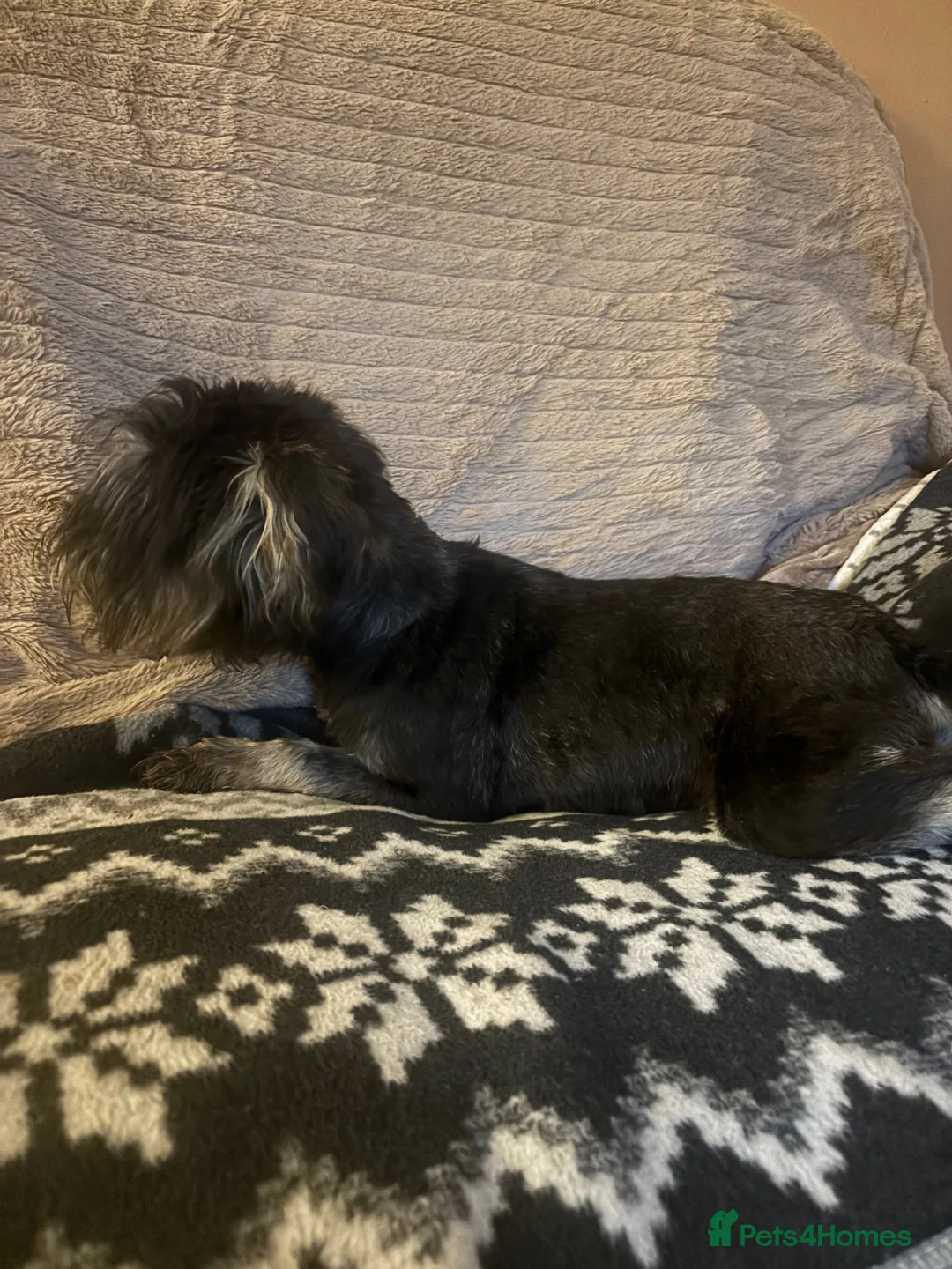 Miniature Schnauzer dogs for sale: Miniature Schnauzer 10 month old black & silver  in Otley - Advert 3