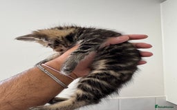 Mixed Breed cats for sale: European shorthair crossed with a tabby - Image 9