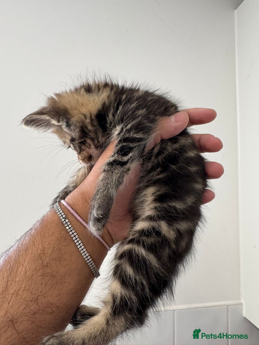 Mixed Breed cats for sale: European shorthair crossed with a tabby - Image 9