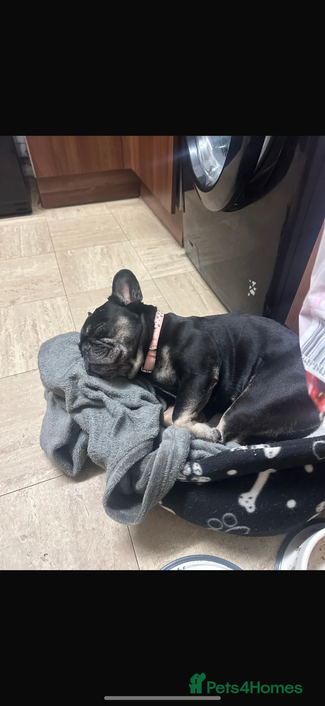 French Bulldog dogs for sale: (FREE)Female French bulldog, 7 years old. - Advert 2