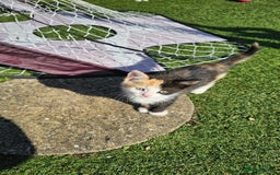 Mixed Breed cats for sale: Kittens  - Image 1