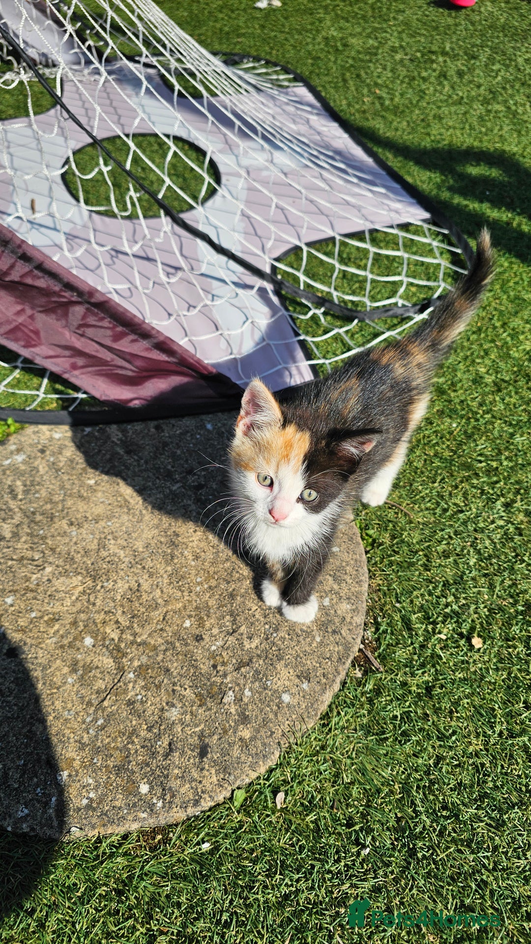 Mixed Breed cats for sale: Kittens  - Image 1