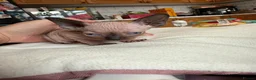 Sphynx cats for sale: Beautiful Spynx kittens 2 girls available  - Advert 3