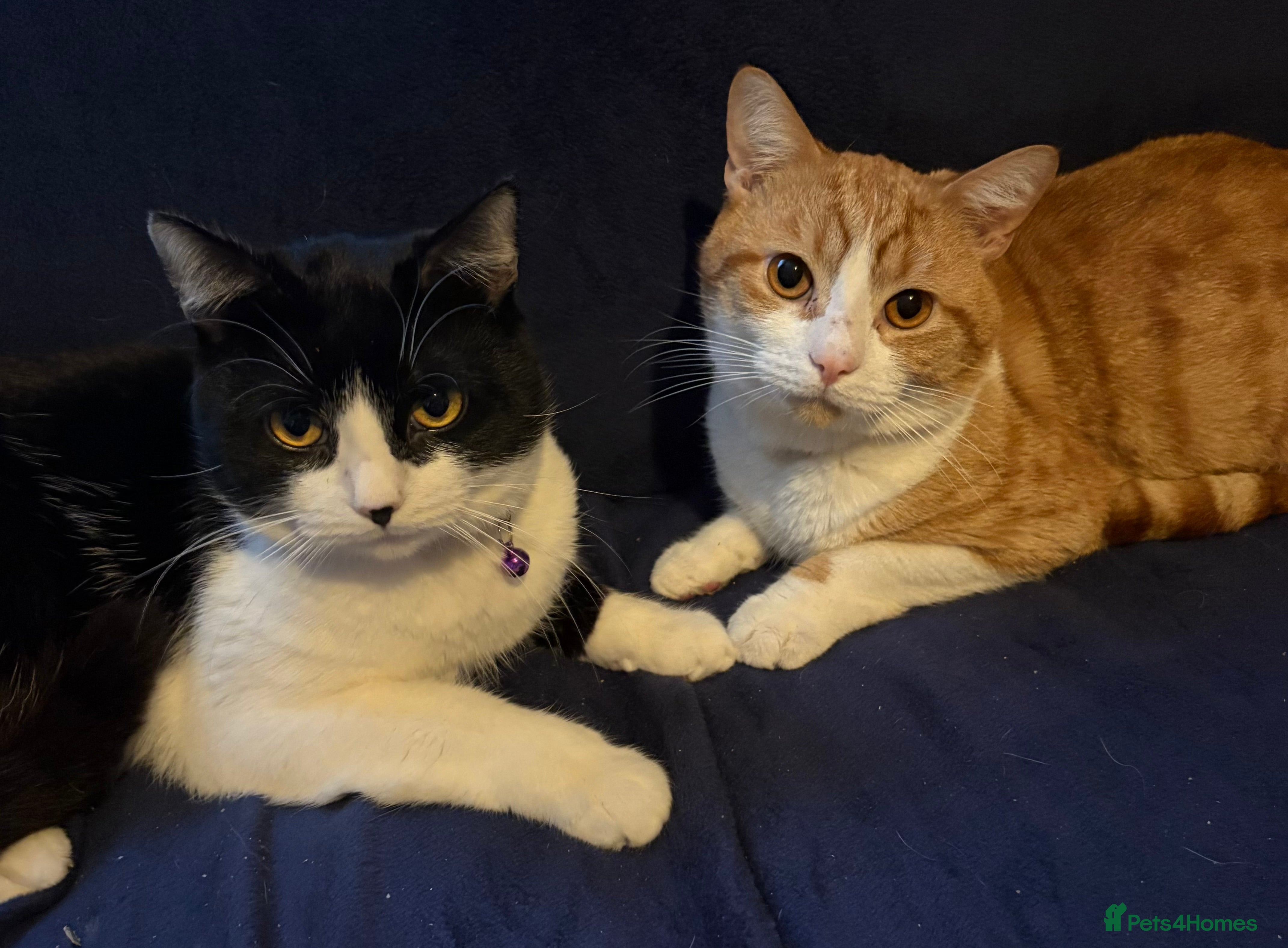 British Shorthair cats 2 Brothers to be rehomed together  - Advert 1