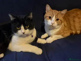 British Shorthair cats 2 Brothers to be rehomed together - Advert 1