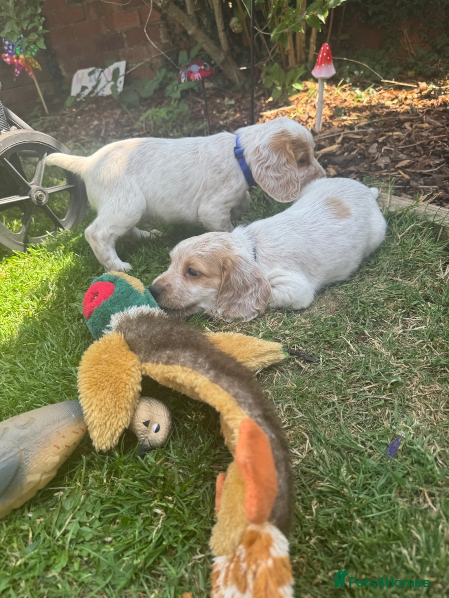 Cocker Spaniel dogs Ready now, Gorgeous lemon cocker spaniel puppies  - Advert 16