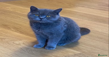 British Shorthair cats in Burntwood - Advert 10