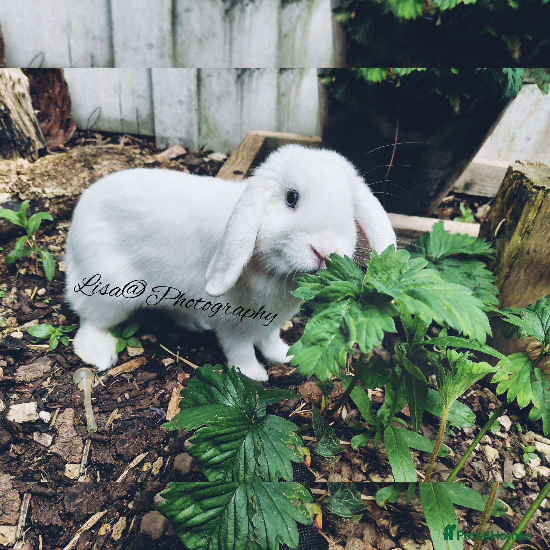 Mini Lop rabbits Mini Lop  - Advert 1
