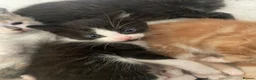 Mixed Breed cats for sale: Little kittens  in Basildon - Advert 9
