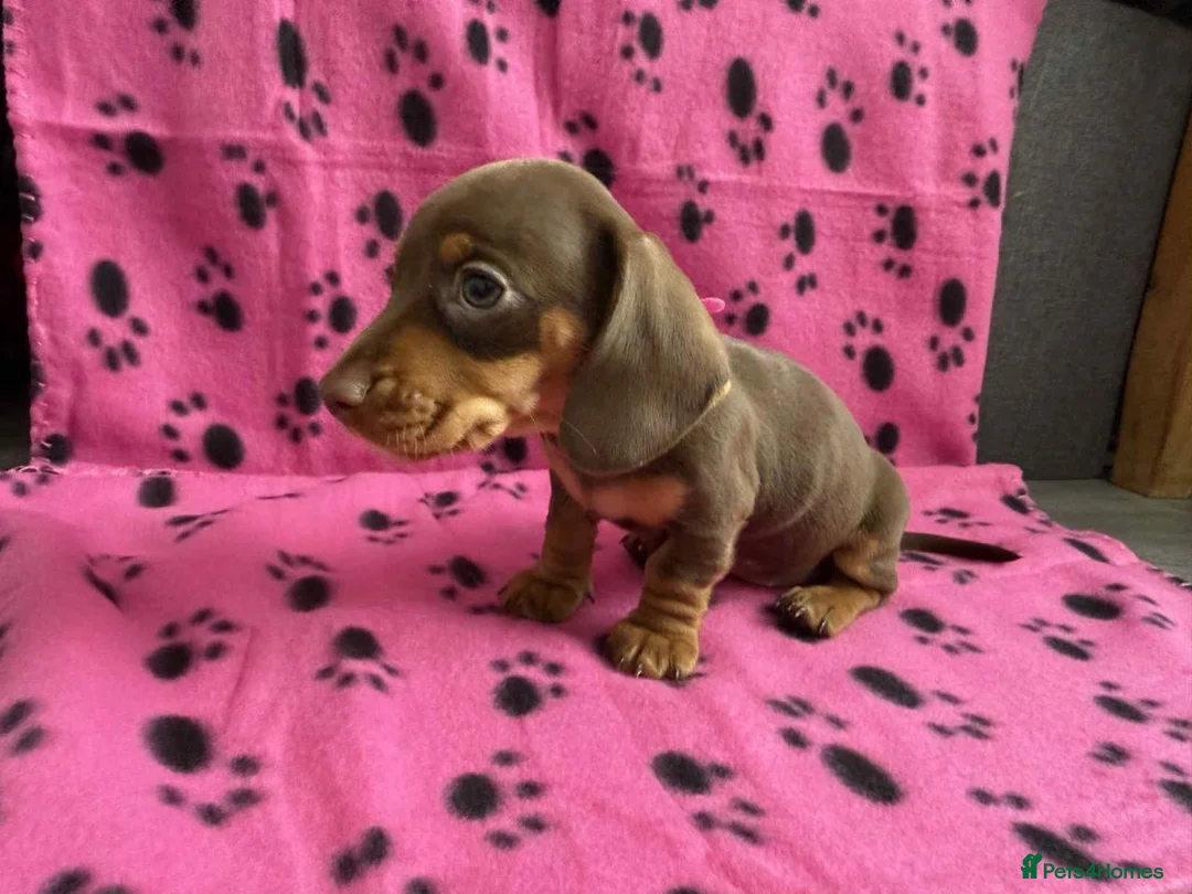 Miniature Dachshund dogs for sale: MINIATURE DACHSHUND PUPPIES FOR SALE in Exeter - Advert 8