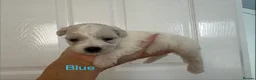 Bichon Frise dogs for sale: Bichon Frise 2 boys 3 girls - Advert 35
