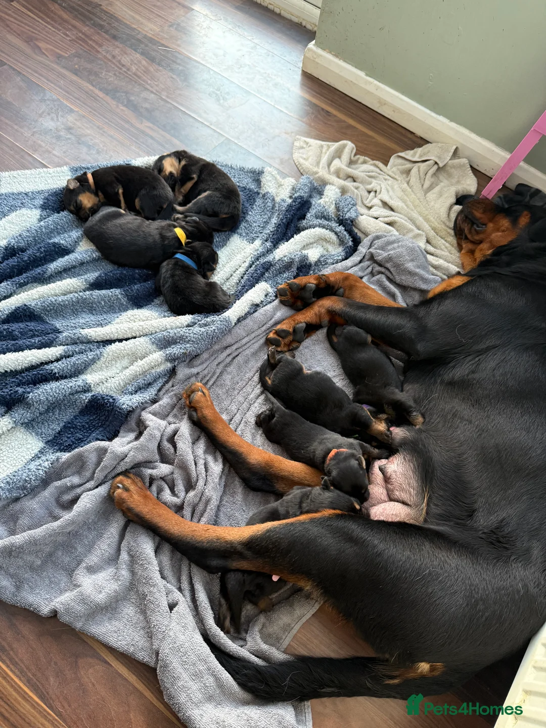 Mixed Breed dogs for sale: Shepweiler Puppies (GSD x Rottie) - Advert 6