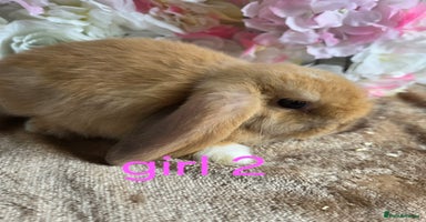 Mini Lop rabbits - Advert 5