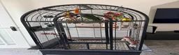Parrots birds for sale: 10 month old blue fronted amazon in Bournemouth - Advert 7