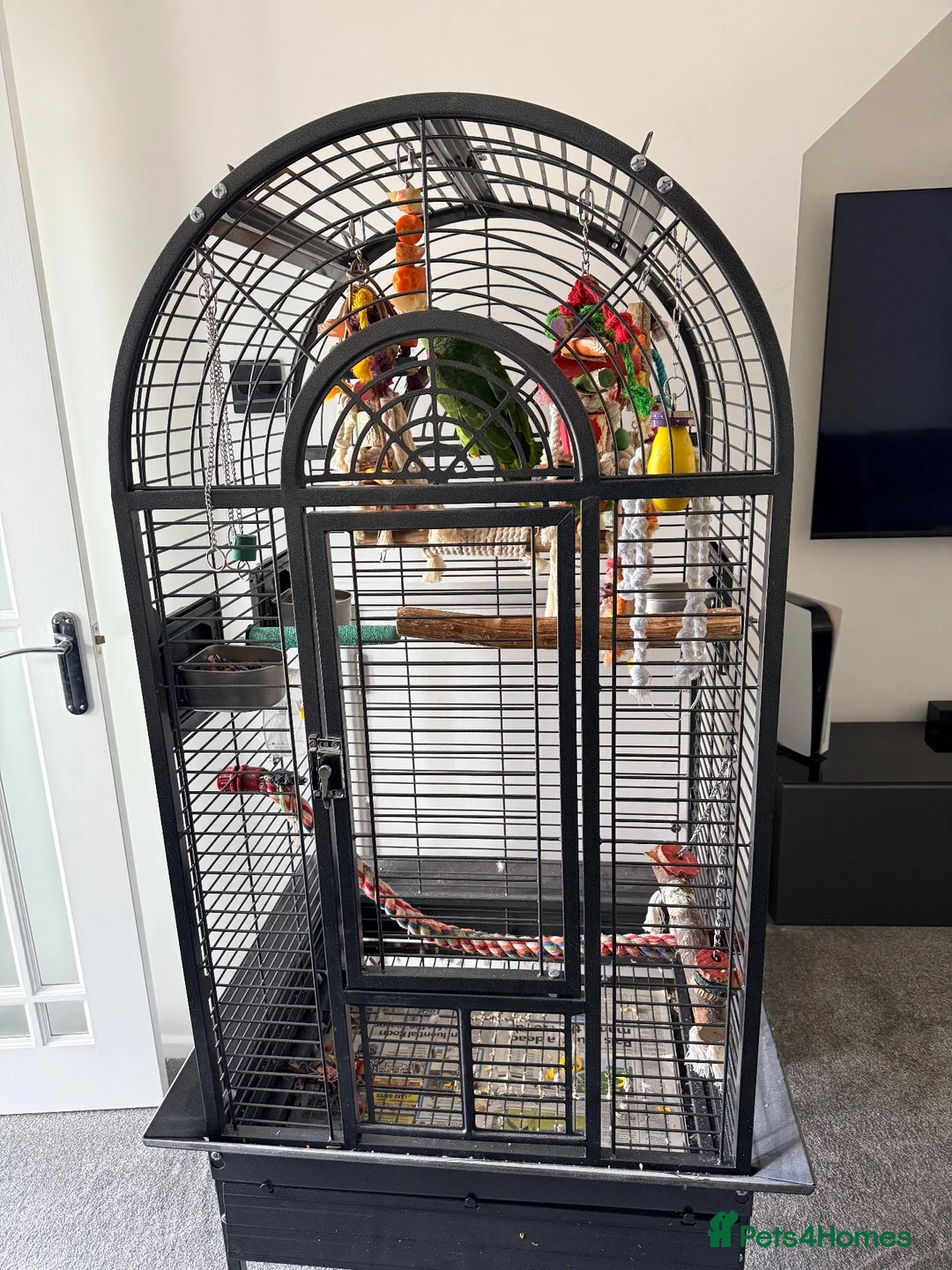 Parrots birds for sale: 10 month old blue fronted amazon in Bournemouth - Advert 7