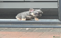 French Bulldog dogs for sale: Homie lines meet temple felson line  - Image 7