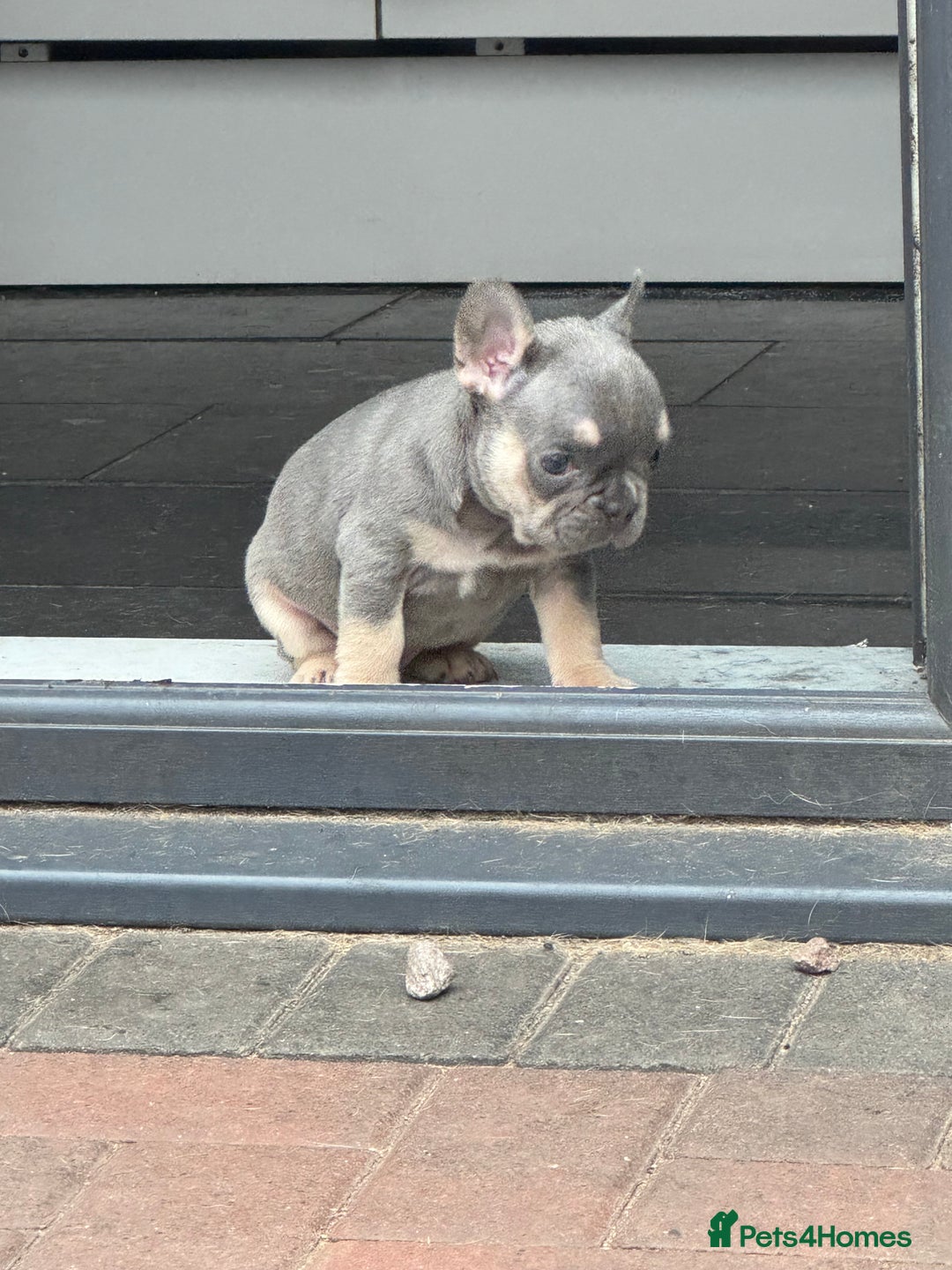 French Bulldog dogs for sale: Homie lines meet temple felson line  - Image 7