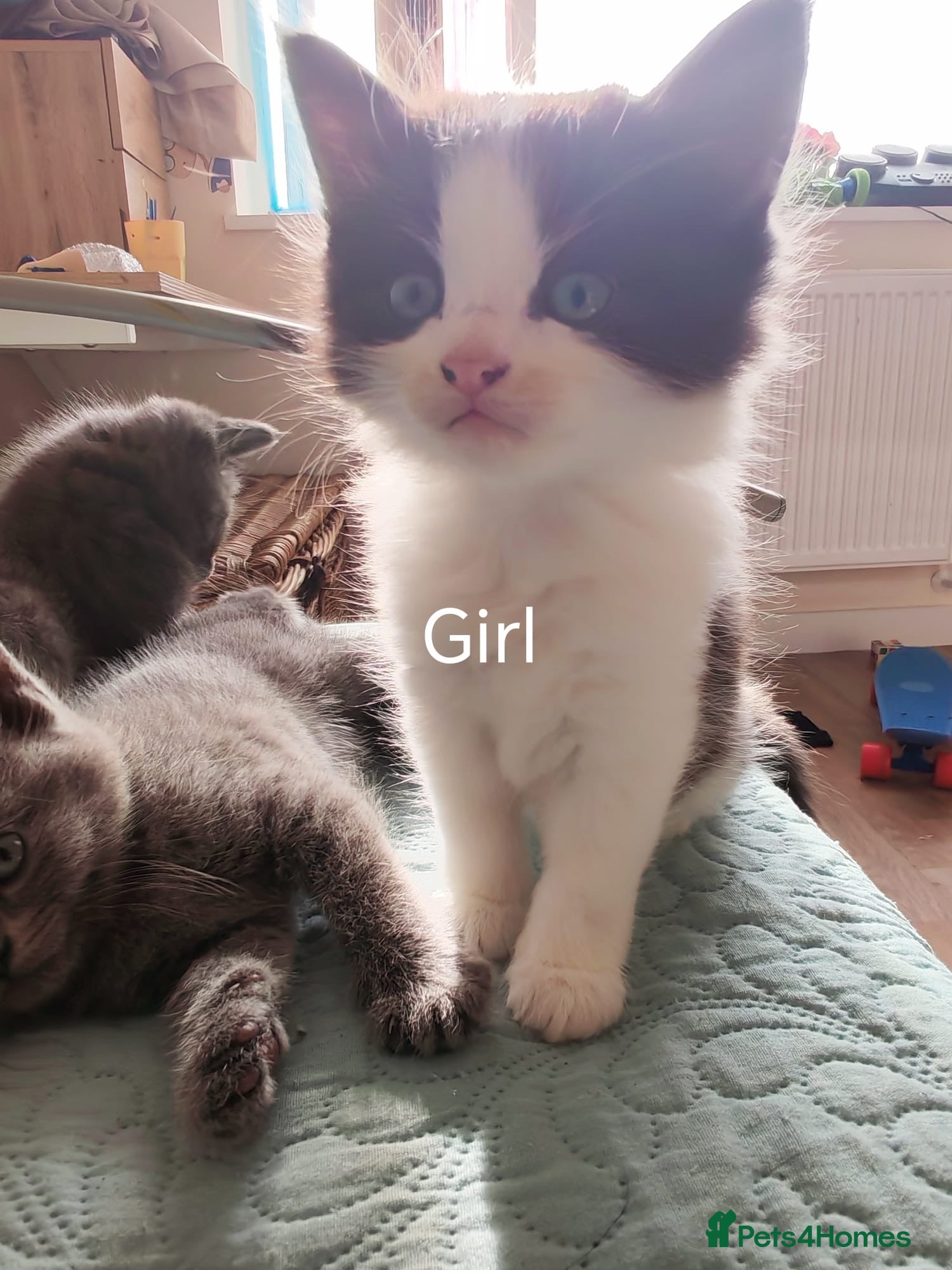 Mixed Breed cats Ragdoll x Bsh kittens  - Advert 2