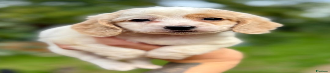 Cockapoo Puppy 5