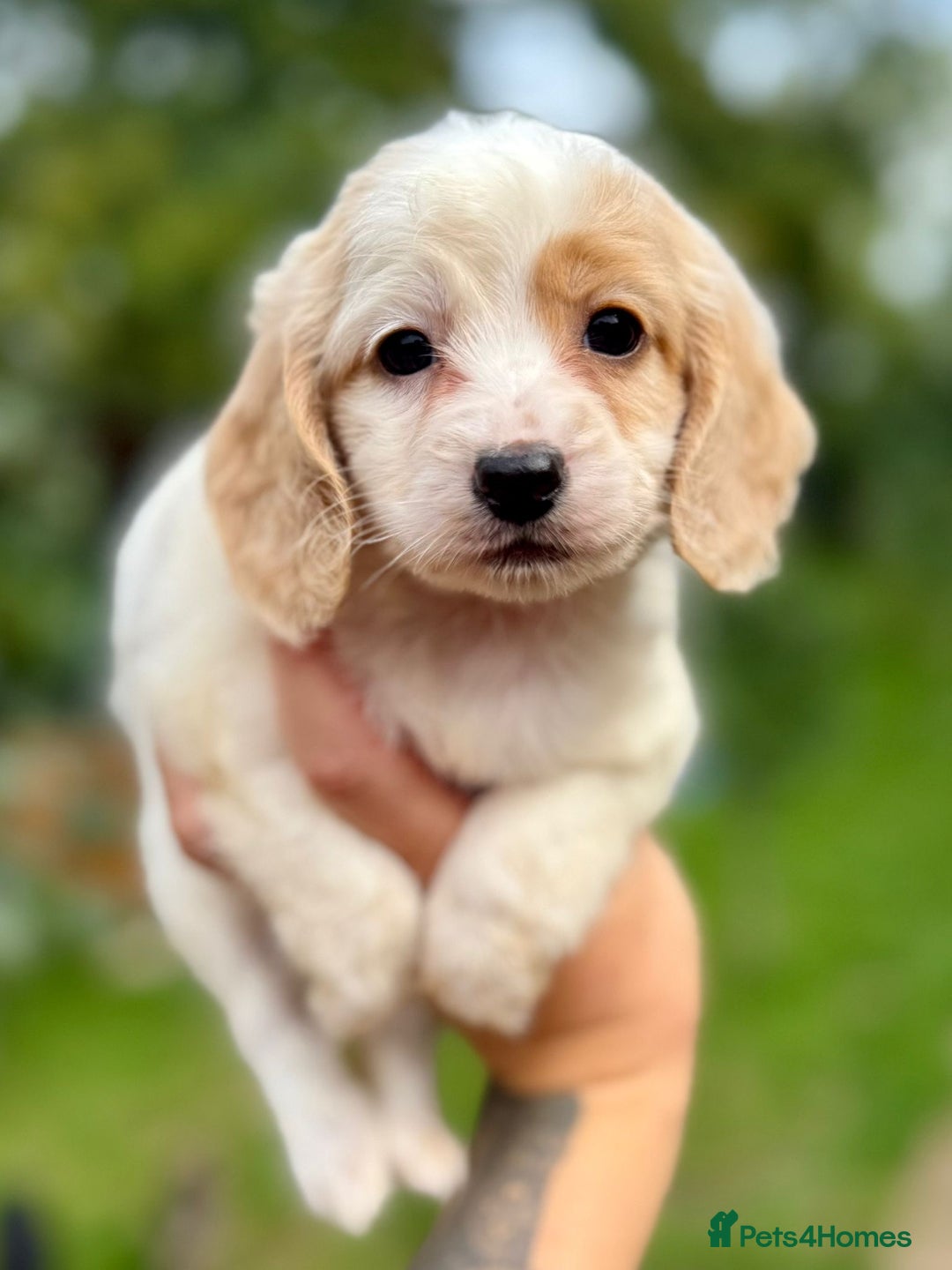 Cockapoo dogs for sale: ✨ Quality F2 Cockapoos ✨ Reputable Breeder  - Image 10