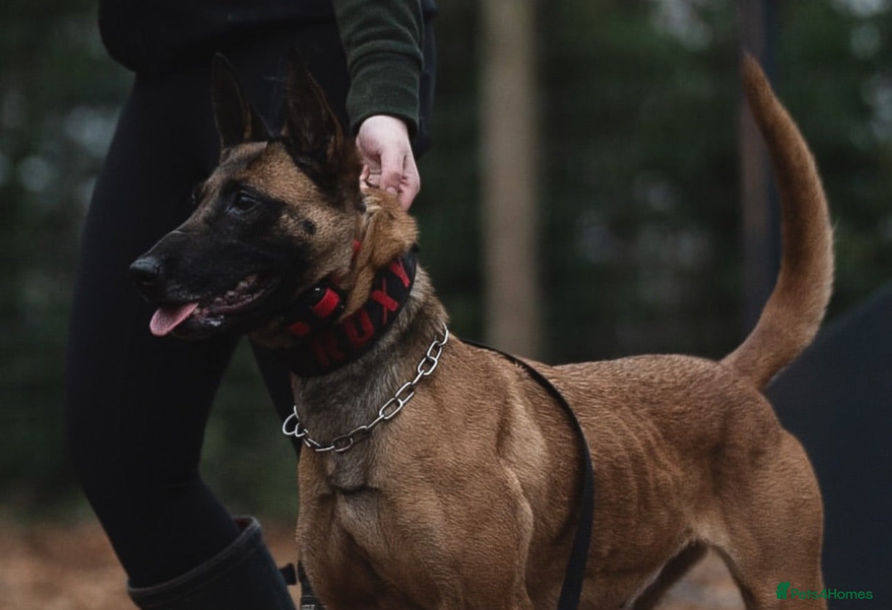 Belgian Shepherd Dog dogs 4 month old male BRN registered Malinois  - Advert 8
