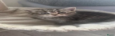 Scottish straight shorthair kitten 