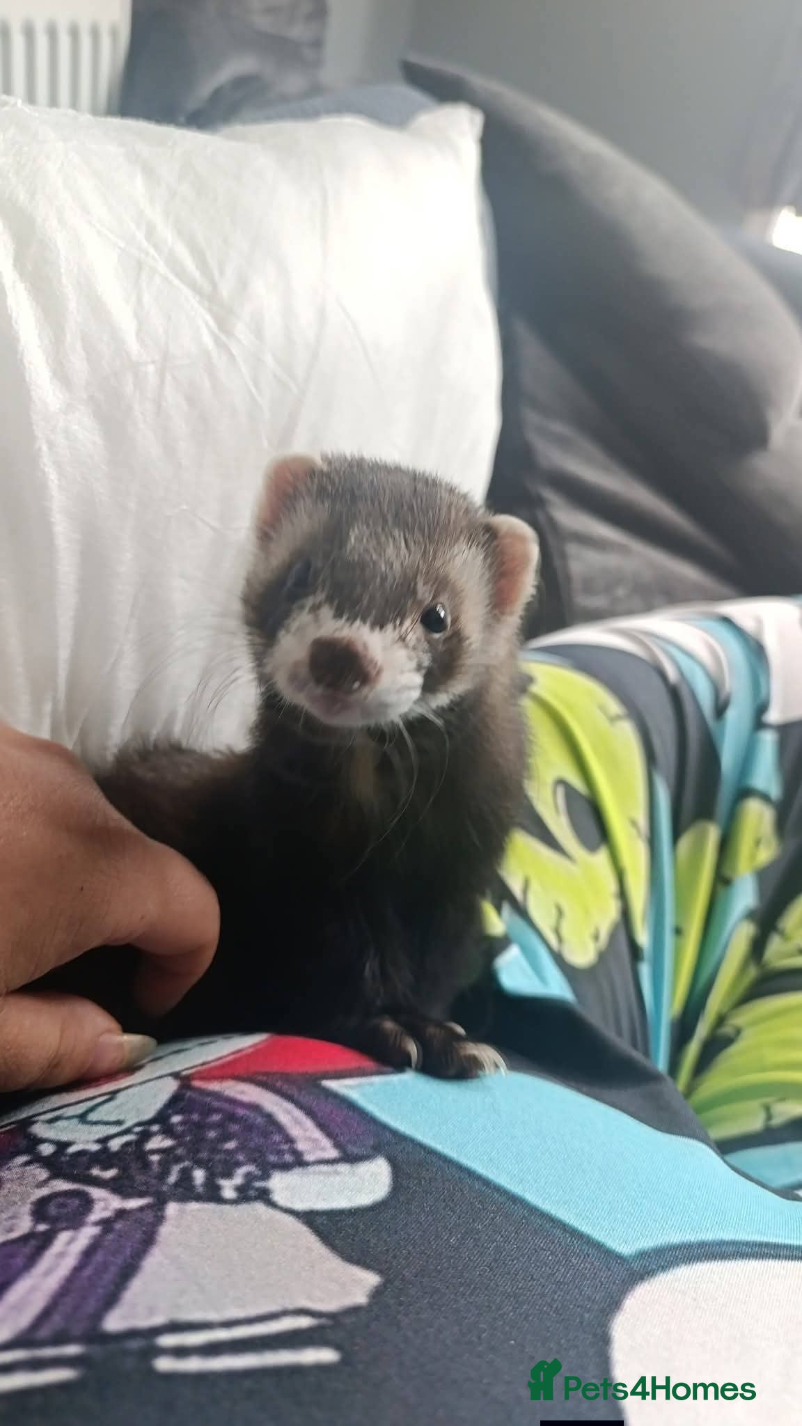 Ferret rodents Ronnie&Reggie - Advert 24