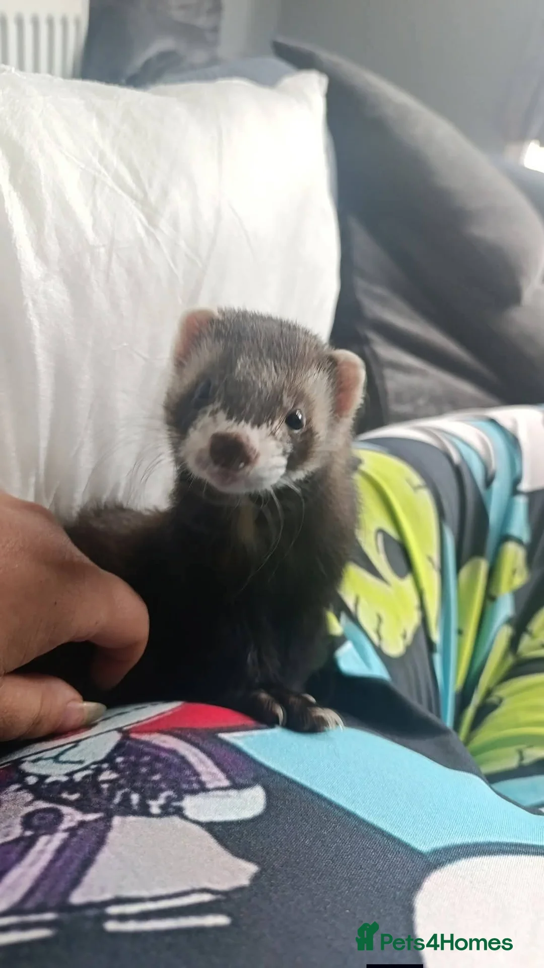 Ferret rodents for sale: Ronnie&Reggie - Advert 2