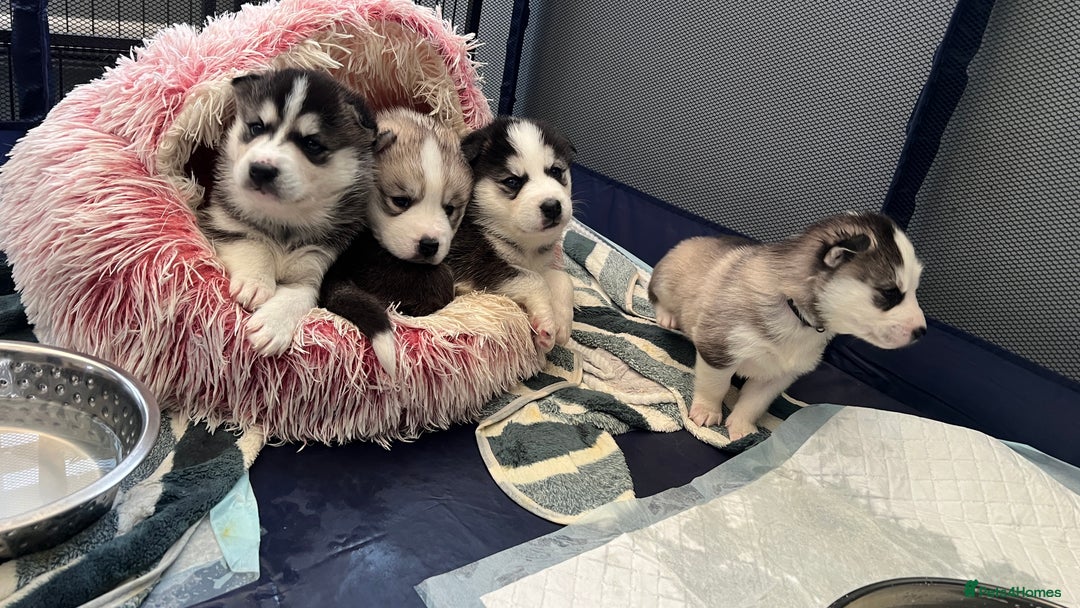 Mixed Breed dogs for sale: 5 Lovely Samsky (4 boys 1 girl) - Advert 1